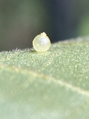 Caryomyia leviglobus