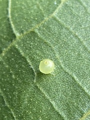 Caryomyia leviglobus