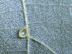 Caryomyia leviglobus