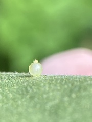 Caryomyia leviglobus