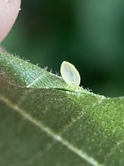 Caryomyia leviglobus