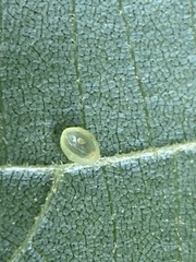 Caryomyia leviglobus