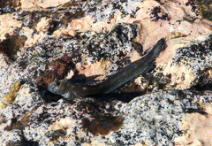 Pacific Leaping Blenny photo 4