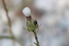 Parexochomus nigromaculatus