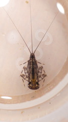 Stenacron carolina