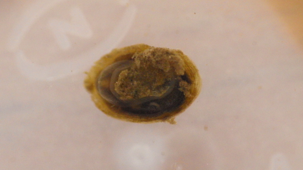 Dusky Ancylid