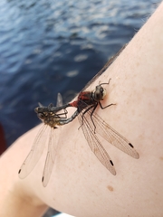 Leucorrhinia glacialis