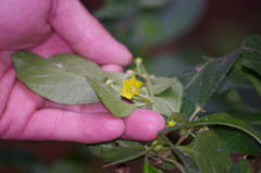 Capsicum rhomboideum