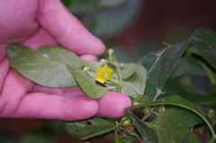 Capsicum rhomboideum