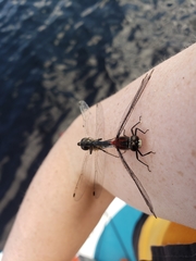 Leucorrhinia glacialis