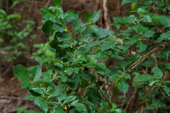 Capsicum rhomboideum