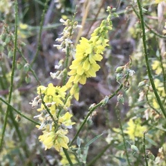 Melilotus officinalis