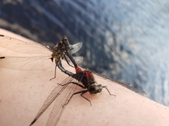 Leucorrhinia glacialis