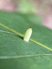 Caryomyia urnula