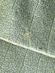 Caryomyia urnula