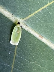 Caryomyia urnula