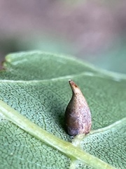 Caryomyia caryaecola