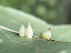 Caryomyia caryaecola
