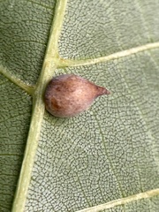 Caryomyia caryaecola