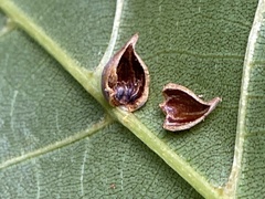 Caryomyia caryaecola