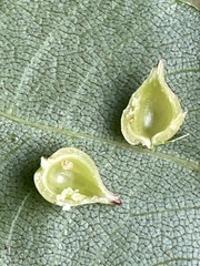 Caryomyia caryaecola