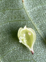 Caryomyia caryaecola