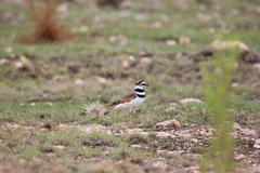 Charadrius vociferus