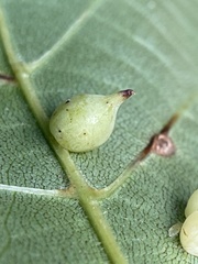 Caryomyia caryaecola