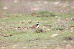 Charadrius vociferus