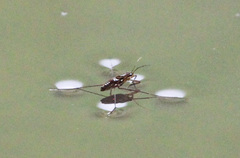 Limnogonus luctuosus