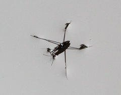 Limnogonus luctuosus