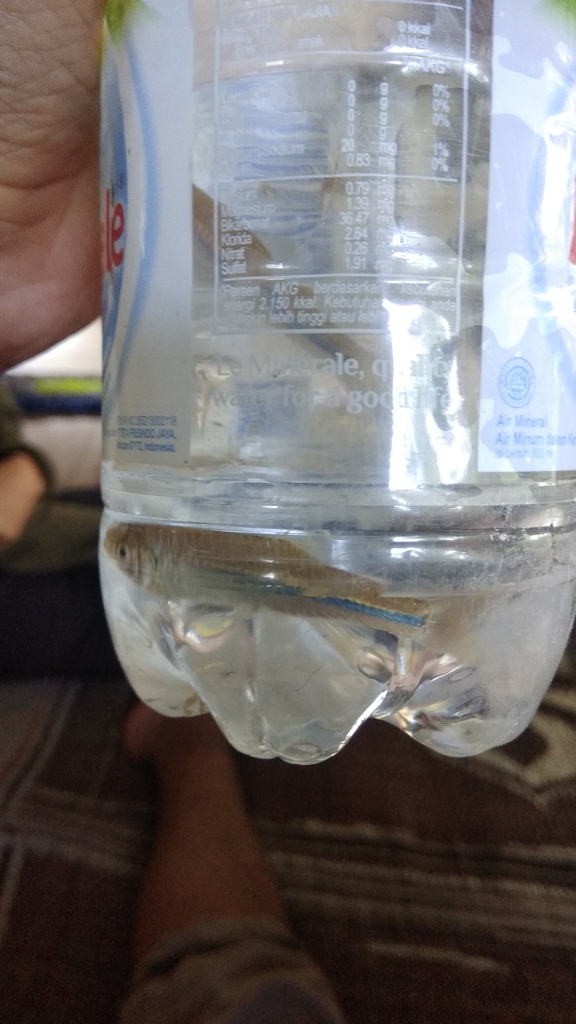 Sidestrap rasbora (Rasbora lateristriata) — Cyprinidae