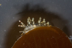 Eubranchus olivaceus image