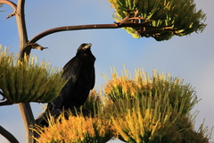 Corvus corax