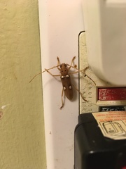 Eburia quadrigeminata