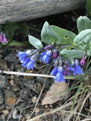 Mertensia oblongifolia