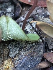 Cyrtostylis robusta