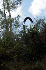 Puya aequatorialis