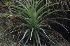 Puya aequatorialis