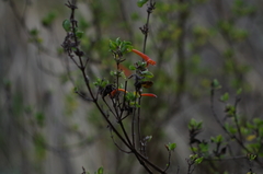 Clinopodium tomentosum