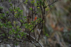 Clinopodium tomentosum