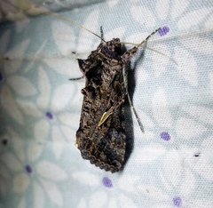 Ctenoplusia oxygramma