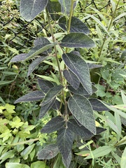 Desmodium nuttallii