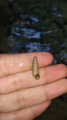 Thiaridae