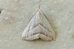 Macrochilo absorptalis