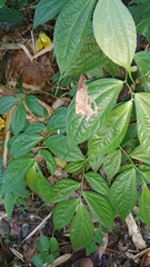 Elatostema