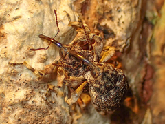 Mechistocerus