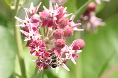 Anthophora bomboides