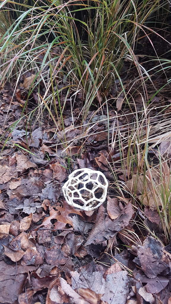 white basket fungus from Te Anau, New Zealand on June 25, 2020 at 0142