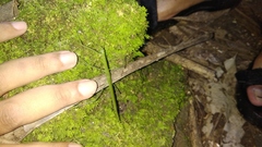 Singaporoidea dolorosa